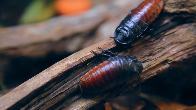 Entomophobia Test (fear of insect) смотреть онлайн