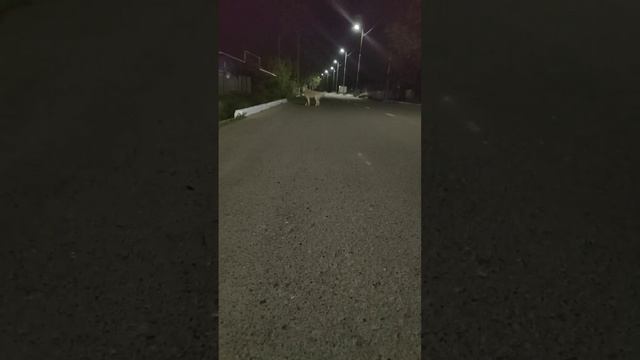 ??????Нападение человека на животных.Подпишись смотреть онлайн