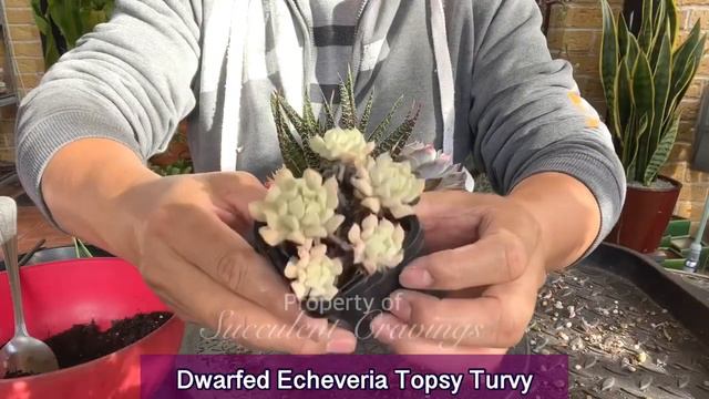 Succulent Arrangement in Small Ceramic Pot смотреть онлайн