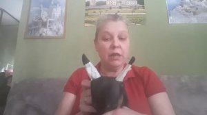 Ставим уши цвергпинчеру.