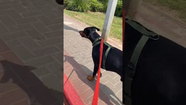 Окрасы доберманов (1часть) смотреть онлайн