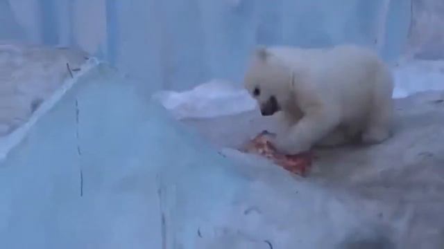 Медвежонок Умка нашёл себе пищу. смотреть онлайн