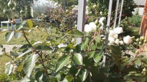 Роза  ильзе  кроун  супериор.