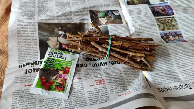 Как быстро размножить малину. Простой и быстрый способ размножение ремонтантной малины черенками. смотреть онлайн