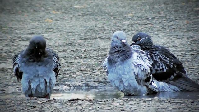 Morning swimming of doves - ранкове купання голубів смотреть онлайн