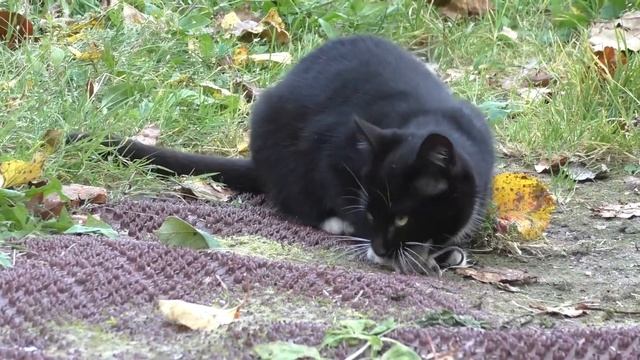 Кошка ест мышку | Tom and Jerry в реальной жизни смотреть онлайн