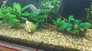 Стартовый сухой корм для малька. Кормление мальков сухим кормом.