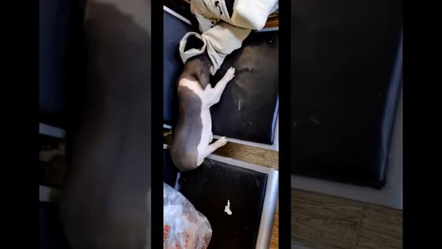 小八戒食物中毒#宠物 #宠物猪#宠物医院 抖音 смотреть онлайн