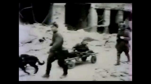 Советская армейская кинология. смотреть онлайн