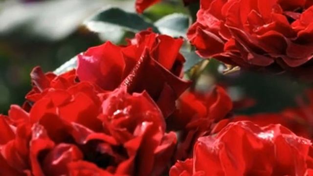 ПРЕКРАСНЫЕ РОЗЫ. НОВИНКИ В МОЕМ САДУ. смотреть онлайн