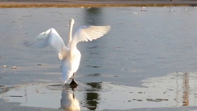 Лебедь бегает по льду