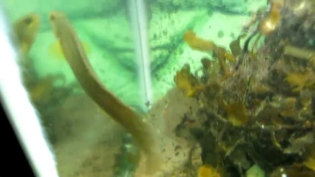 Рыбы Амурского залива 2 смотреть онлайн