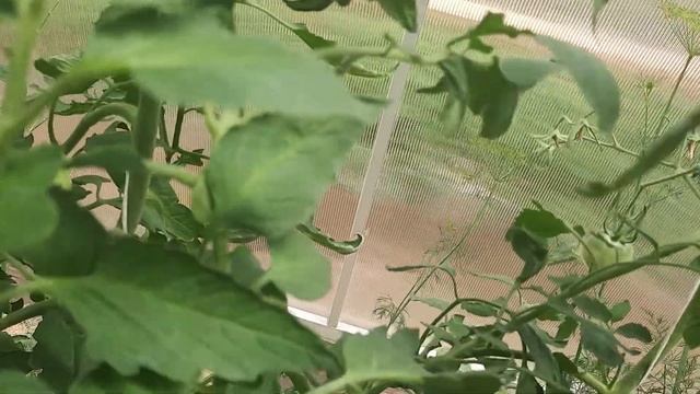 Как продляю плодоношение томатов в теплице. смотреть онлайн