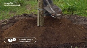 ПРИСТВОЛЬНЫЙ КРУГ своими руками для плодовых деревьев. КАК и ЗАЧЕМ