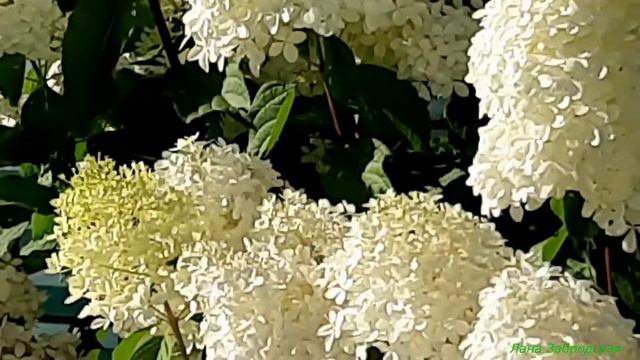 Великолепная гортензия цветет перед домом огромными шапкам смотреть онлайн
