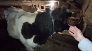 Чем занимаюсь. Моё небольшое хозяйство. Коровы куры.