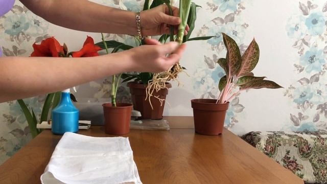 Аглаонема виды размножения смотреть онлайн