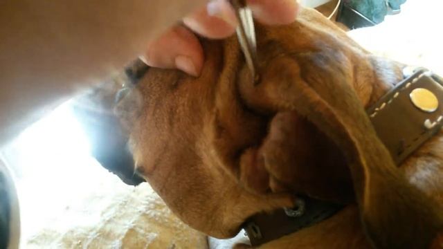 КАК ВЫТАЩИТЬ КЛЕЩА У СОБАКИ САМОСТОЯТЕЛЬНО! смотреть онлайн