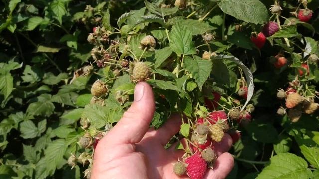 Урожай малины Химбо Топ. Лучший сорт для юга России.