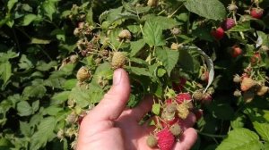 Урожай малины Химбо Топ. Лучший сорт для юга России.