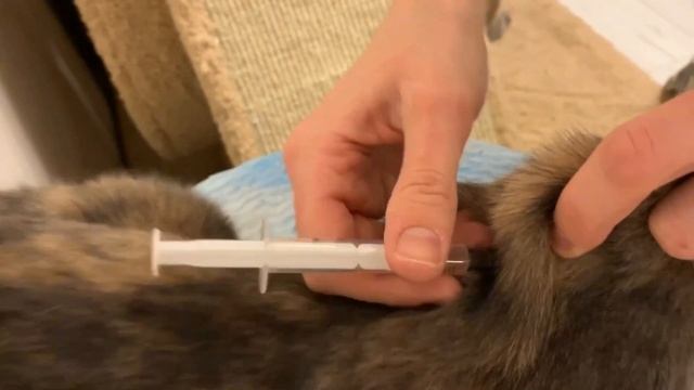 Как ставить кошкам подкожные уколы | Полезная Умка смотреть онлайн