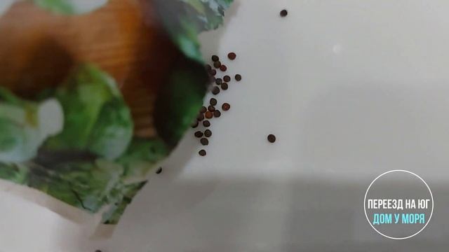 Сею поздно: огурцы, кабачки, капусту, спаржу, цветы. Будет ли урожай с моего южного огорода? смотреть онлайн