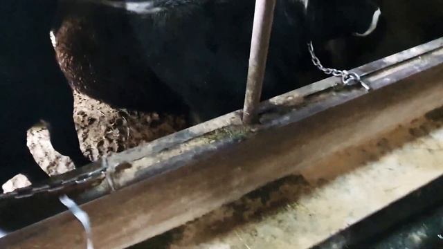 База на 90 голов.Размеры сарая