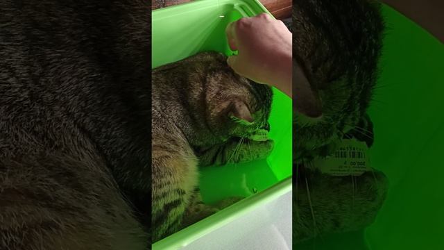 Васька в коробке смотреть онлайн