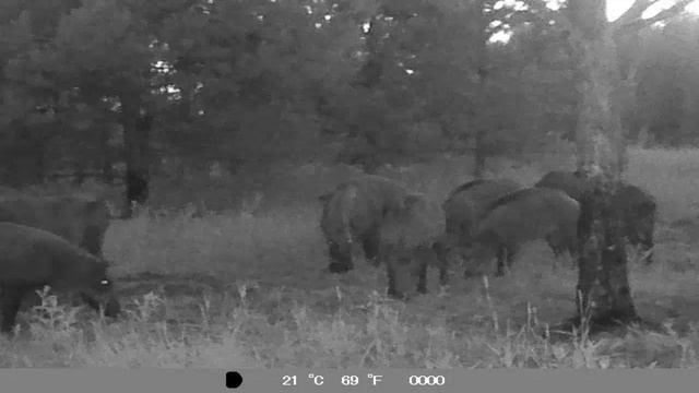 Снова пришли и их стало больше смотреть онлайн