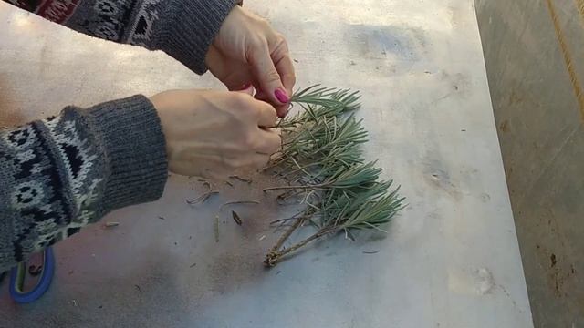 Черенкование лаванды. Простой способ. Лаванда. Размножение лаванды осенью. Lavender. Lavanda смотреть онлайн