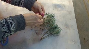 Черенкование лаванды. Простой способ. Лаванда. Размножение лаванды осенью. Lavender. Lavanda