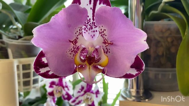 Орхидеи, обзор цветения 2 часть. 💞💞 смотреть онлайн