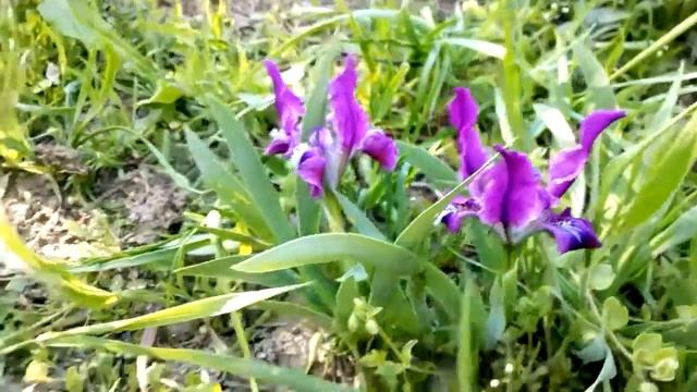 Дикий ирис жёлтый и фиолетовый смотреть онлайн