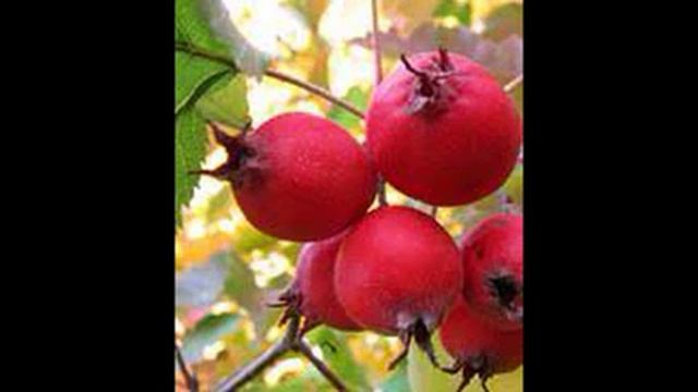 повидло из боярышника рецепт смотреть онлайн