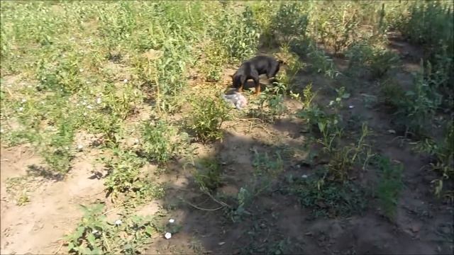 Ягдтерьер... Jagdterrier смотреть онлайн