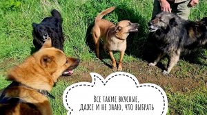 Пёс в тумане, сова в тумане, кошка тоже в тумане, даже аист там же. Собачья свора на прогулке