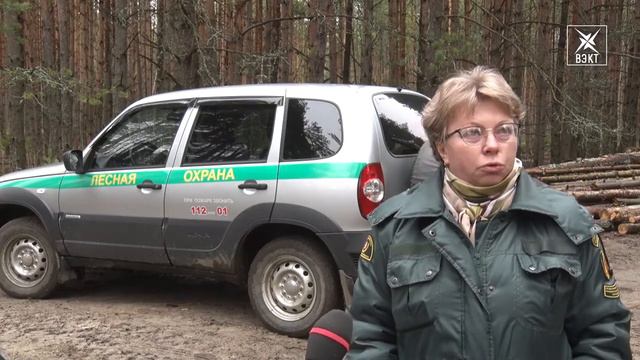 В лесу у села Осташково идет санитарная рубка смотреть онлайн