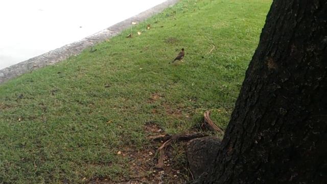 птенец скворца майна разучивает звуки во время прогулки у воды в парке люмпини смотреть онлайн