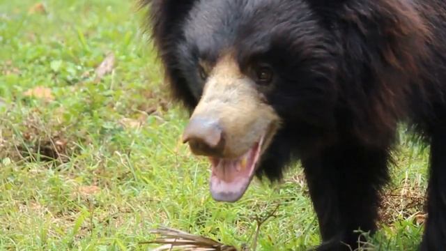 Звуки животных / Медведь гризли /Звуки Грозного Медведя Гризли /Grizzly Bear Sounds смотреть онлайн