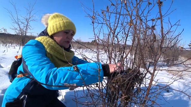 Гнездо современной птицы... смотреть онлайн