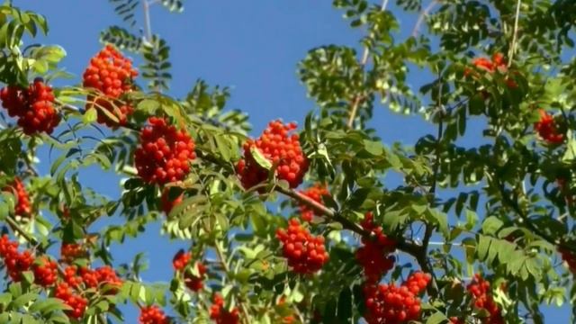 Ф. ШОПЕН Осенние мотивы! смотреть онлайн