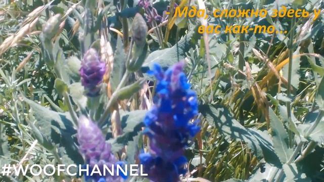 Коровы, лошади и медитация #WoofChannel смотреть онлайн