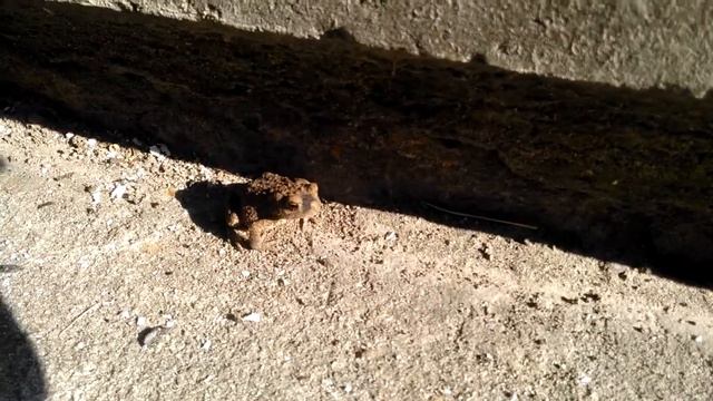 Лягушонок ищет тень. Или, возможно, воду. смотреть онлайн