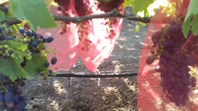 Сорт винограда Кишмиш Новошахтинский смотреть онлайн