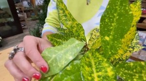 Кодиеум Голд Сан - золотое солнце на вашем подоконнике | Комнатное растение улучшающее настроение