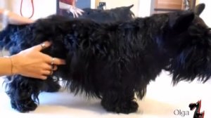 Скотч терьер. Переделка тримминга от др. грумера