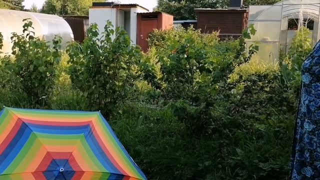 Влог:теплица с огурцами, шоша,бинго,директор,эльбрус. Сидим у бассейна отдыхаем) Смородина созрела. смотреть онлайн