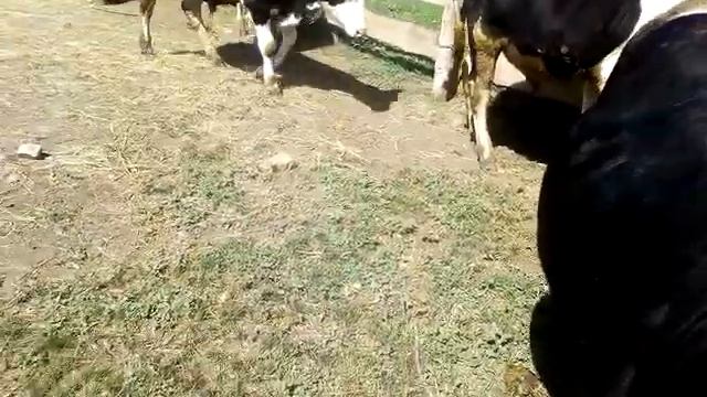 Годовалые черно-пестрые бычки смотреть онлайн