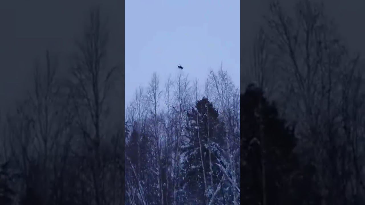 Тетерева #белоярский #хмаоюгра смотреть онлайн