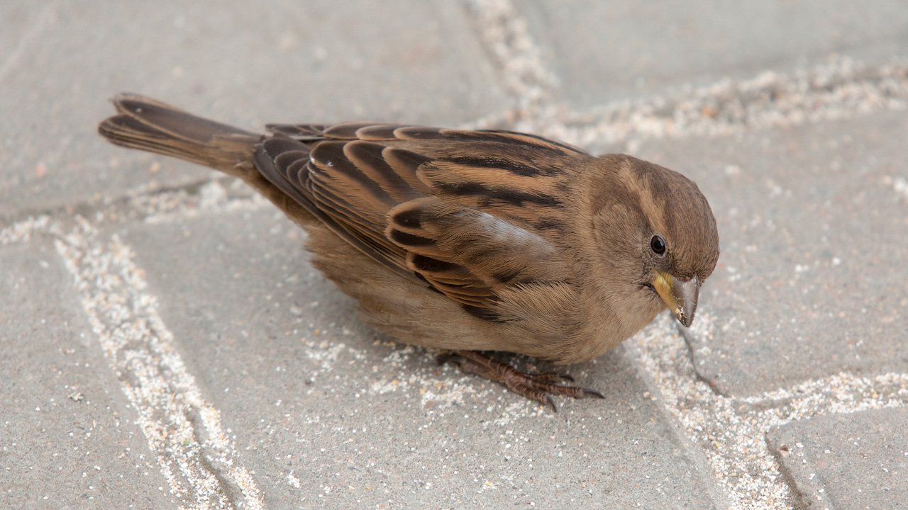 Танцующий воробей взорвал интернет смотреть онлайн